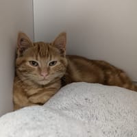 ALADIN bis, chat à adopter
