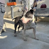 Pablo, chien à adopter