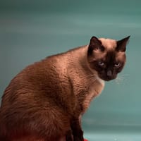 CANNELLE, chat à adopter