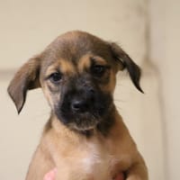 SELKIE HAA24602, chienne à adopter