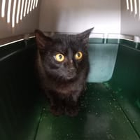 ALPHA, chat à adopter