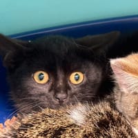 BUGS, chat à adopter