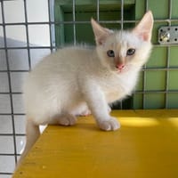 pumba, chat à adopter