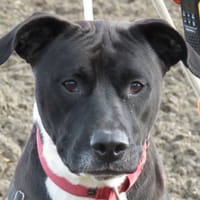 IBIZA, chienne à adopter