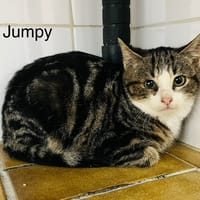 Tumpy, chat à adopter