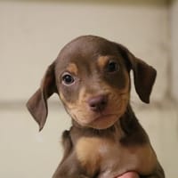 TWIX HAA24595, chien à adopter