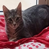 DALEK, chat à adopter