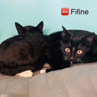 Fifine, chatte à adopter