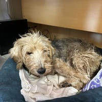 LOULOUTE, chienne à adopter