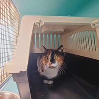 CHATOUILLE QCT, chatte à adopter