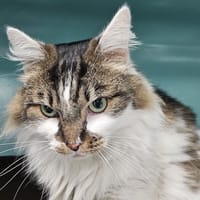 SAPHIR C, chat à adopter
