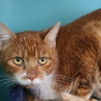 CITROUILLE HAB17431, chatte à adopter