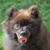 BELLA CHAO, chienne à adopter