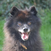 BOBY CHAO, chien à adopter