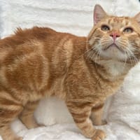 Artichaut, chat à adopter