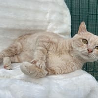 Lito, chat à adopter