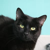 WITCH HAB17435, chatte à adopter