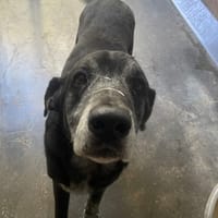 VICTOR, chien à adopter