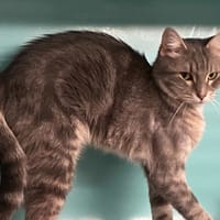 PENELOPE, chatte à adopter