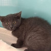 BUNNY, chatte à adopter