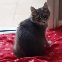 GALLIFREY, chat à adopter