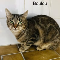 Boulou, chat à adopter