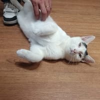 Décembre, chat à adopter