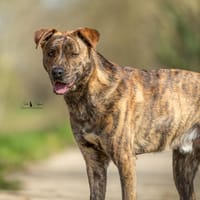 Tito, chien à adopter