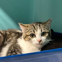 ANGEL, chatte à adopter