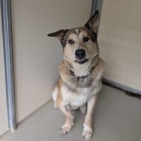 MORTEAU, chien à adopter