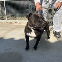 Boulette, chienne à adopter