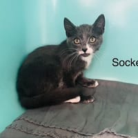 Socket, chat à adopter