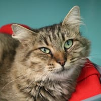 ANNABELLE HAB17430, chatte à adopter
