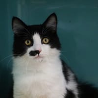 APOCALYPSE HAB17426, chat à adopter