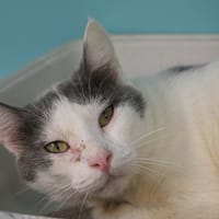 MOMIE HAB17432, chatte à adopter