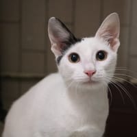 SPARKY HAB17440, chat à adopter