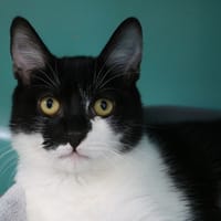 FREDDY HAB17427, chat à adopter