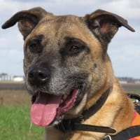 MAX, chien à adopter