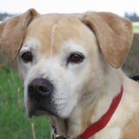 KYRA, chienne à adopter