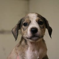 WAPY HAA24596, chien à adopter