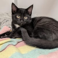 APOLLO, chat à adopter
