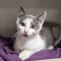 TAKA, chat à adopter
