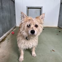 JOLY, chienne à adopter