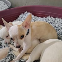 MARTY QCN, chien à adopter