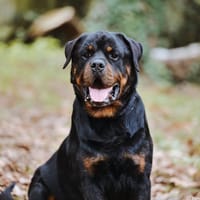 Oscar, chien à adopter