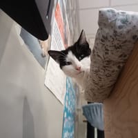 Juillet, chatte à adopter