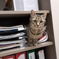 Août, chatte à adopter