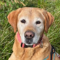 Iko, chien à adopter