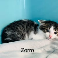 Zorro, chat à adopter