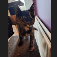 DOUCEUR, chatte à adopter